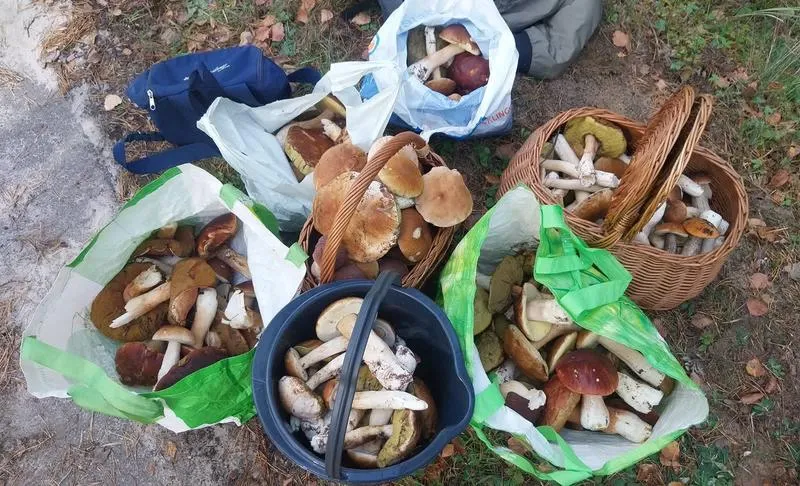 Gdzie na grzyby w Lublinie? Odkryj najlepsze miejsca na leśne skarby