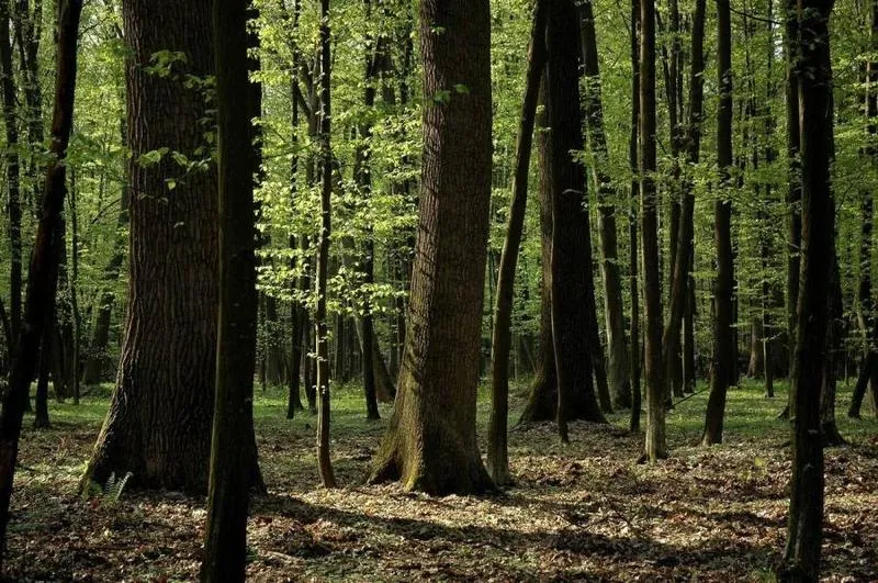 Jak dotrzeć do Starego Gaju w Lublinie? Praktyczny przewodnik po trasach i dojazdach