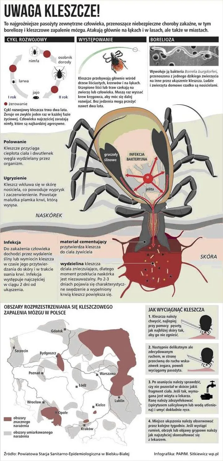 Badanie kleszcza w Lublinie